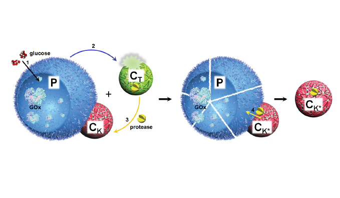 Spatial positioning and chemical coupling in coacervate-in-proteinosome protocells